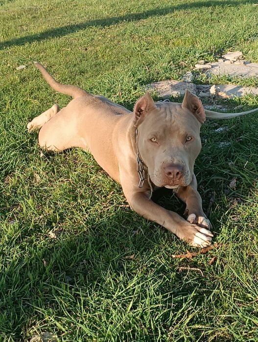 Вязка.Предлагается кобель питбуля только на вязку. Qoshishga