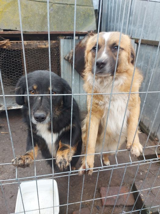 Donez catei - gratuit