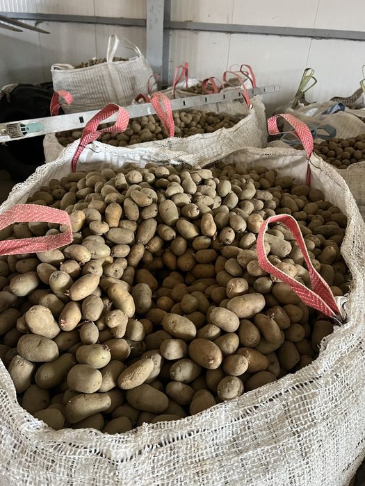 Cartofi samanta alb si rosu