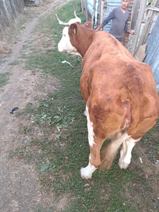 Vaca de vânzare
