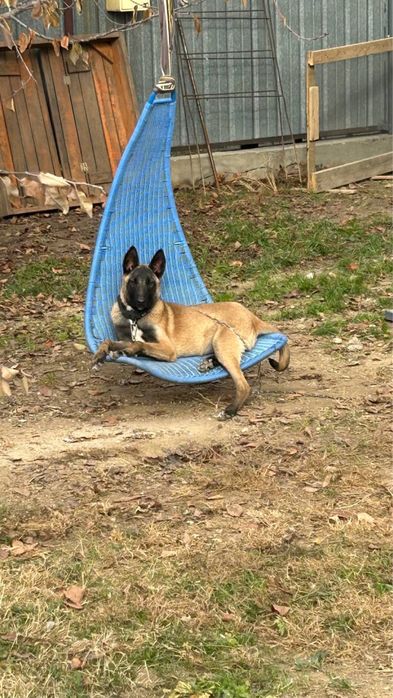 Бельгийская овчарка малинуа 8 месяцев, привита, активная