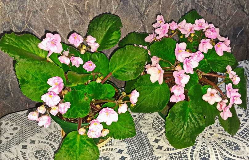 Фиалка цветущая взрослая трейлерная розовая