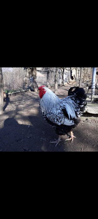 Vând Cocos Wyandotte