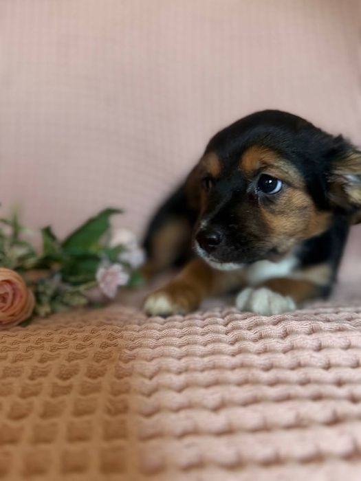 Щенята, домашние, привитые с паспортами, отдаём по договору.