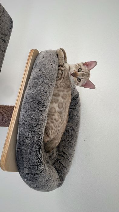 Бенгалски котета