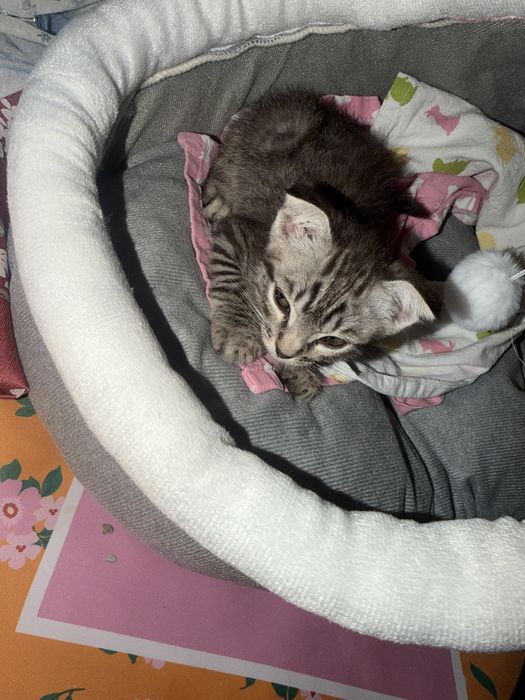 Котенок вислоухий