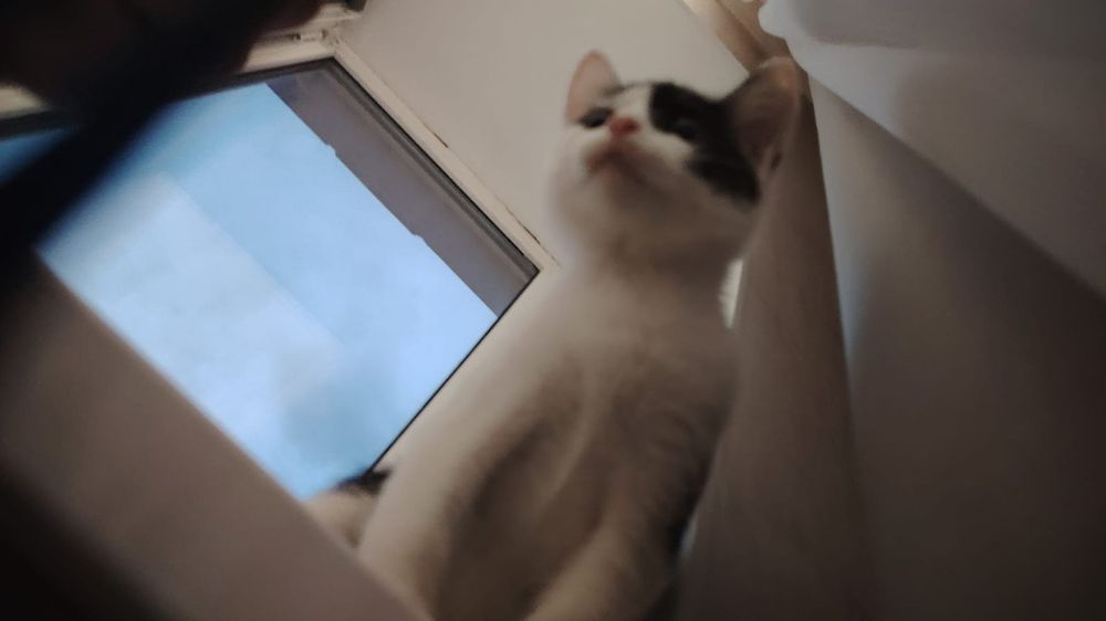 Котенок девочка.