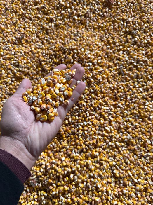 Vând porumb boabe cultura a doua