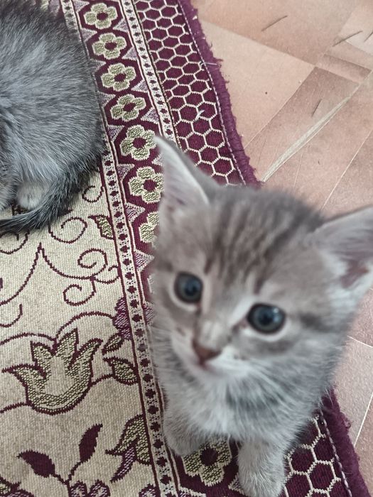 Отдам котят в добрые руки
