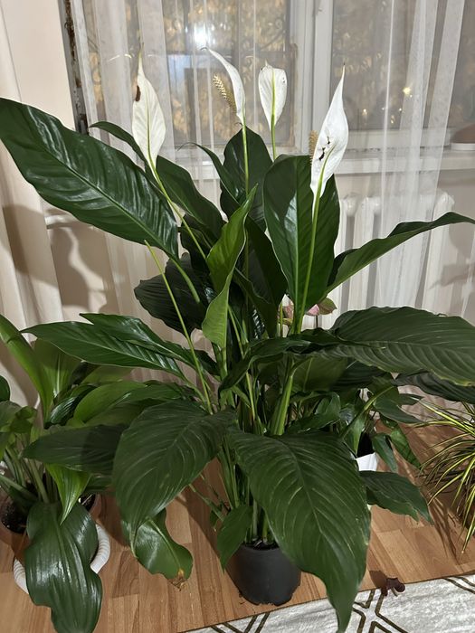 Себастиан гүлі 130см ,