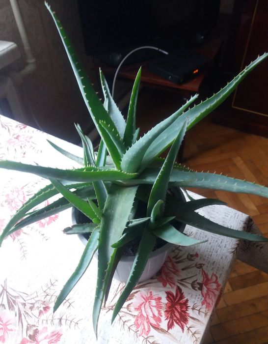 Алое лечебный 2 ,5 года