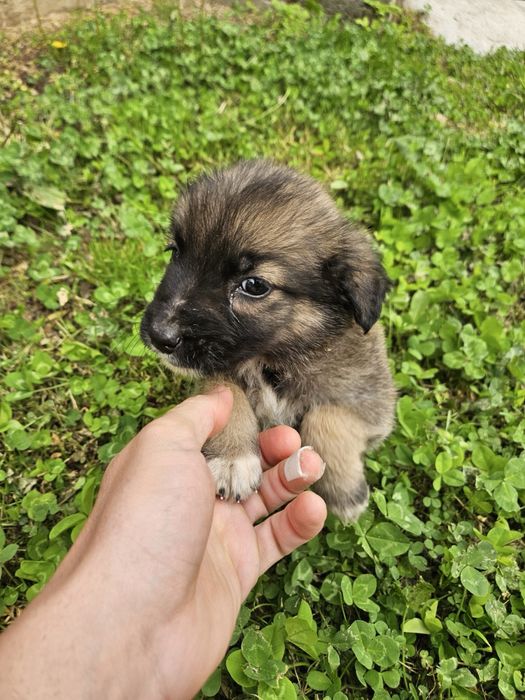 Подарявам кученца