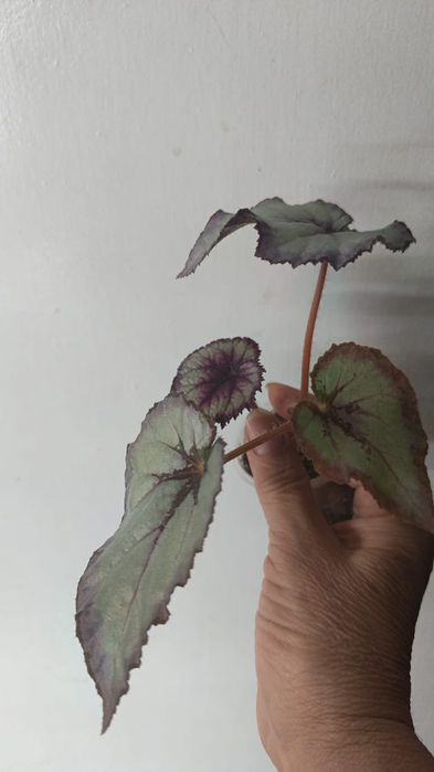 Каталог бегоний Петропавловск