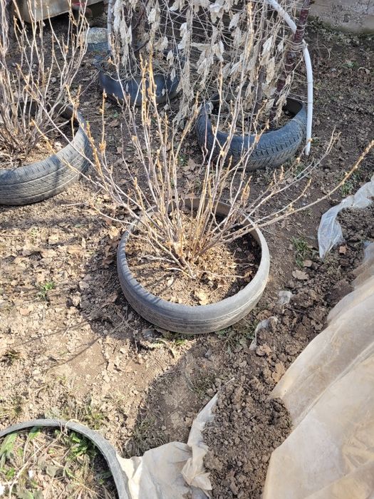 Продам куст черной смородины