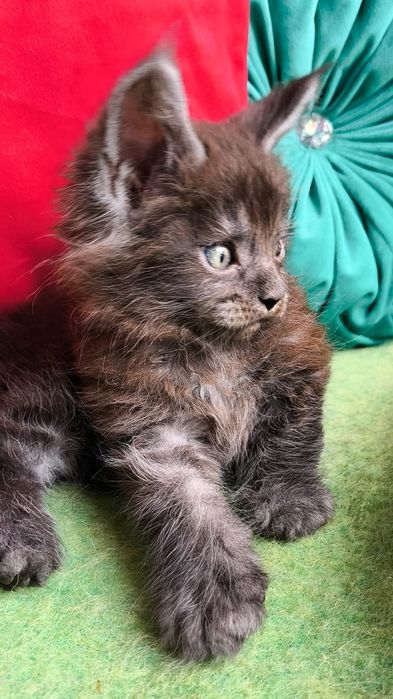 Гигант- Кун! Котята от МЕЙН- КУНОВ