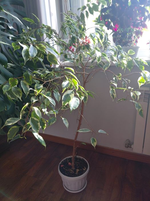 Продам Комнатные цветы