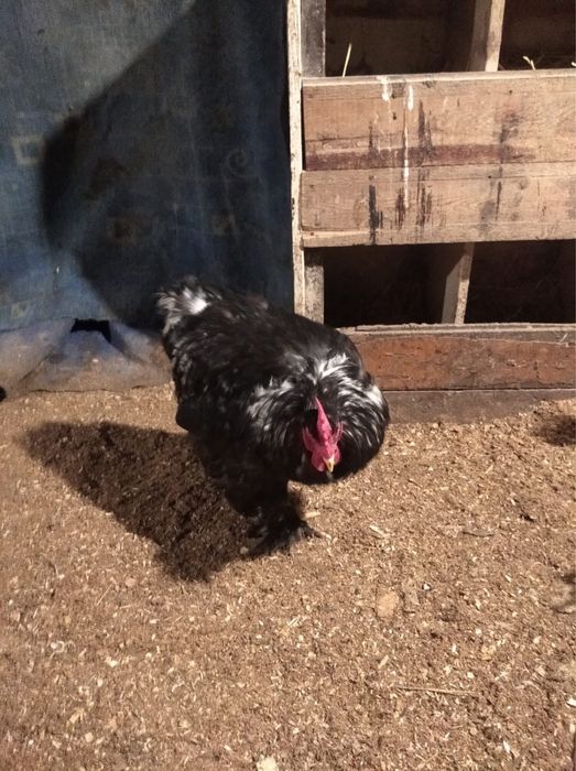 Петух черна мраморный