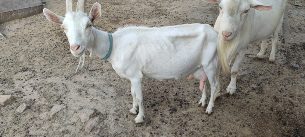 Продаются зааненские козы