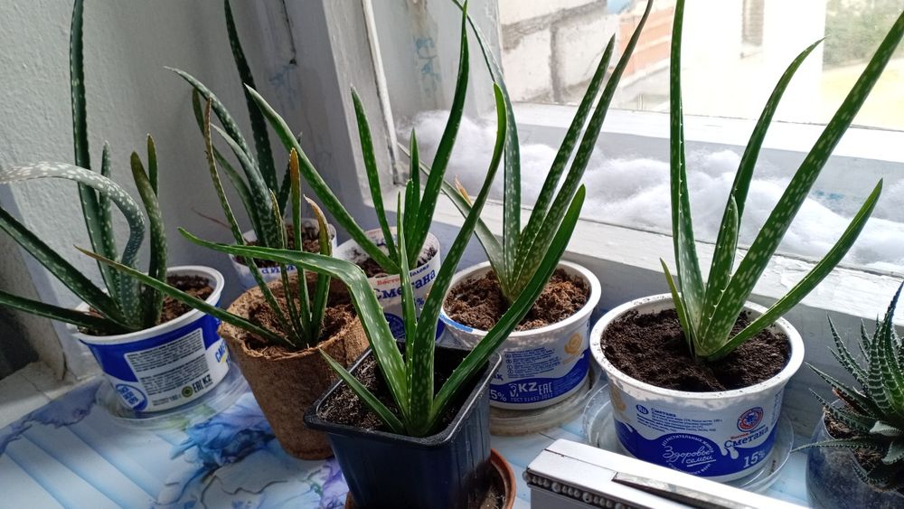 Цветы комнатные для уюта