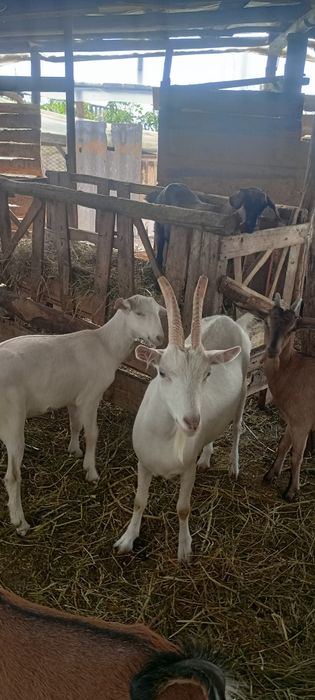 Vând iada de 6 luni