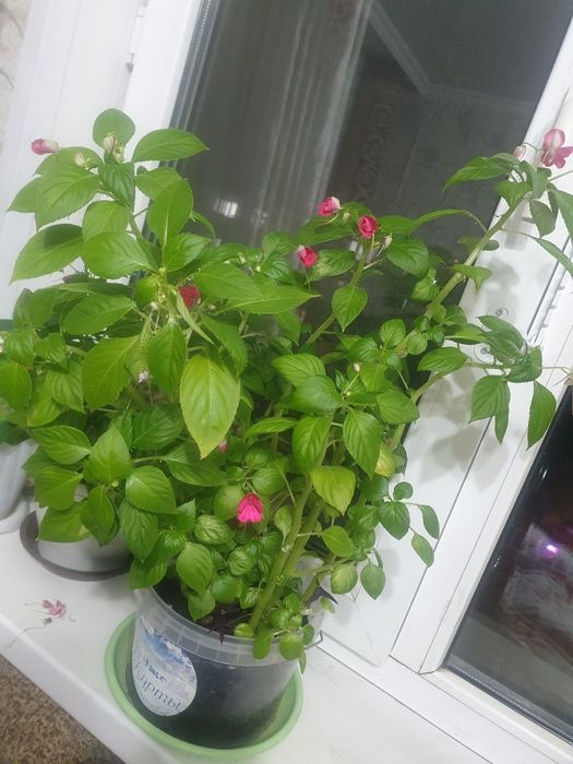 Продам цветы разные