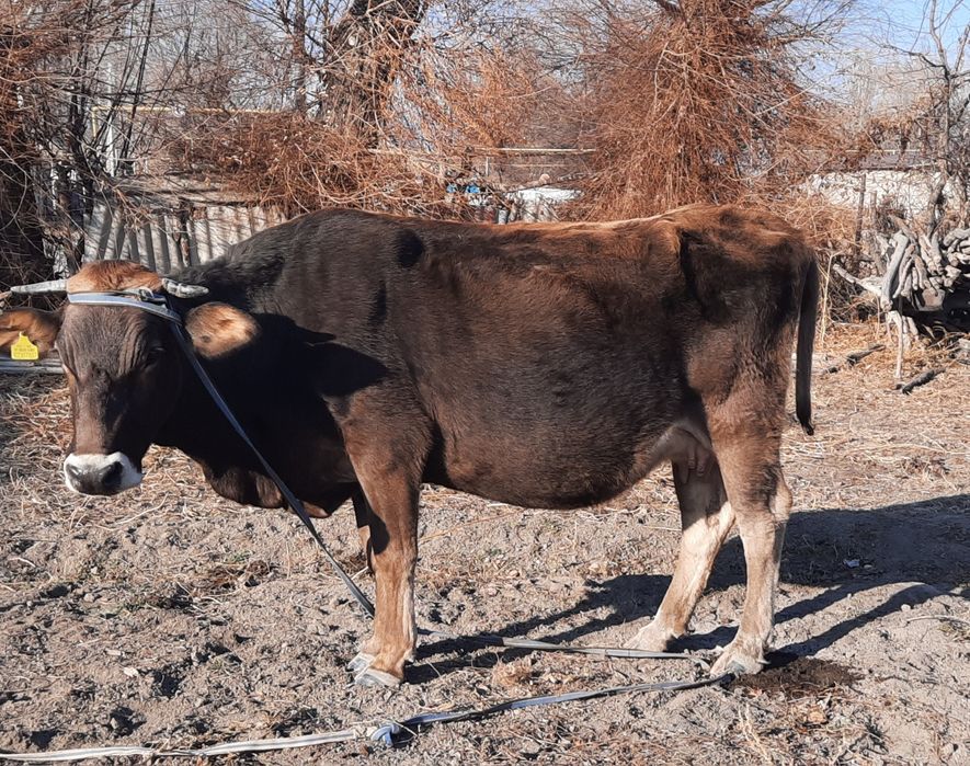 Сиыр сатылады Шелек