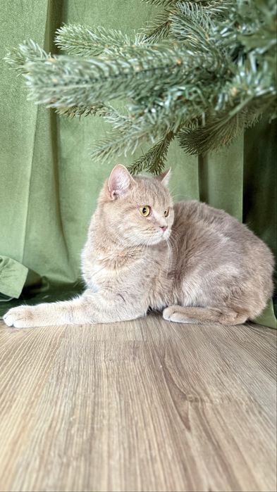 Котик Лилуша ищет семью