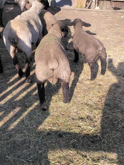 De vânzare doi berbecuți suffolk