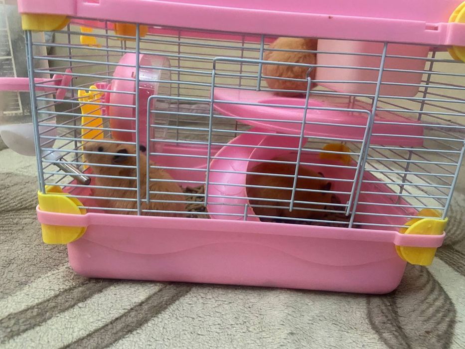 Хамяки  домашние