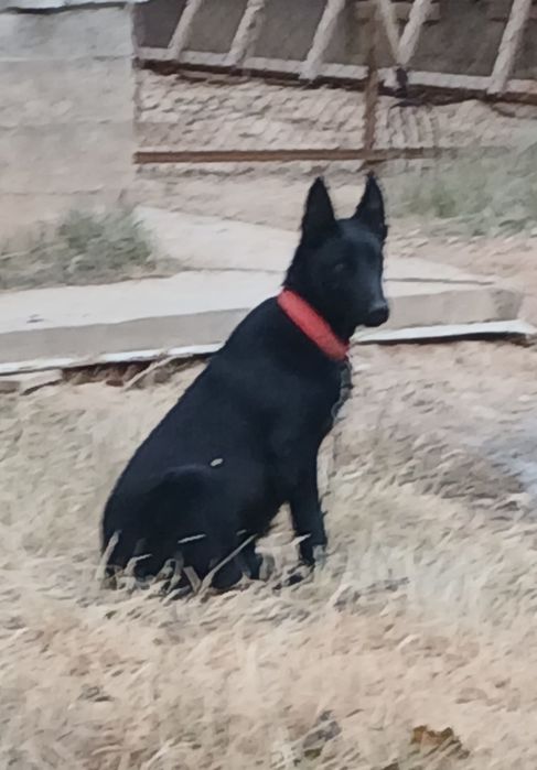 Овчарка самец продам