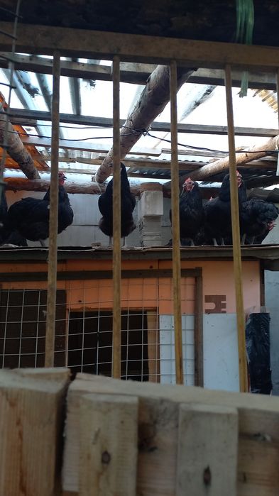 Черные куры на лечение