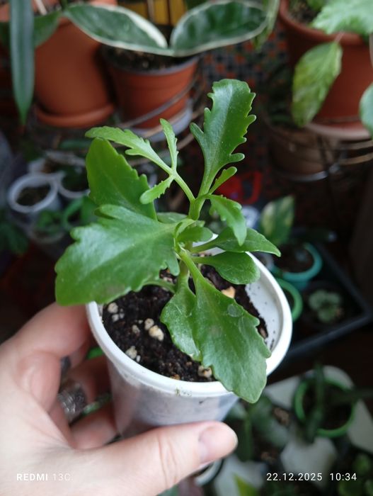 Продам отростки, суккуленты