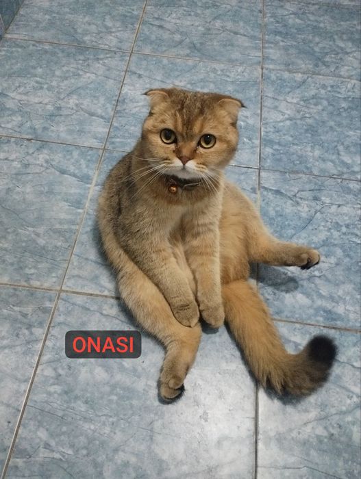 Mushuk bolalari zotli
