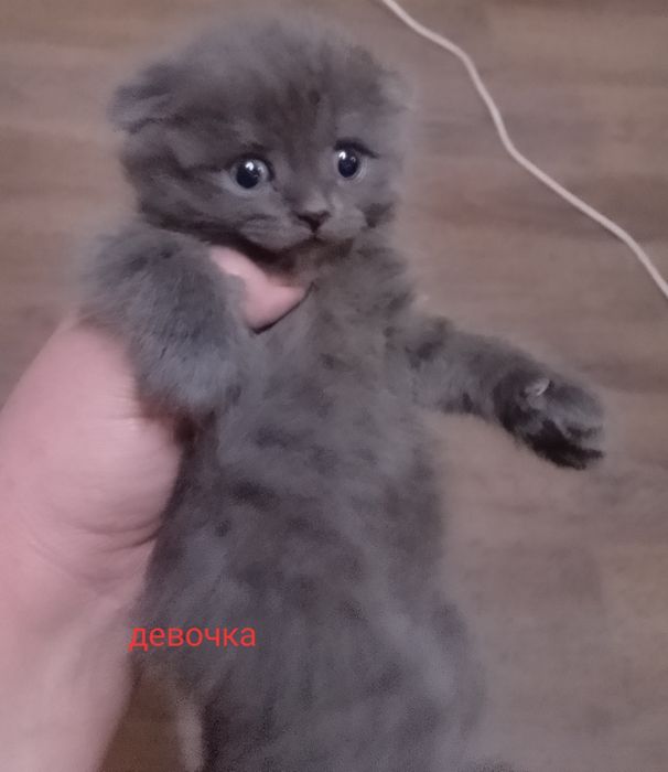 Продам бритаких котят