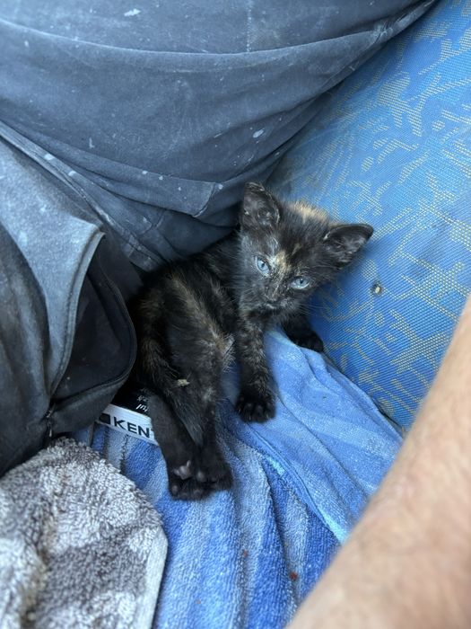 Pui de pisica spre adoptie