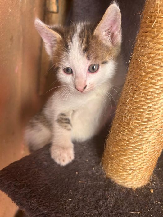 Pisici pentru adoptie