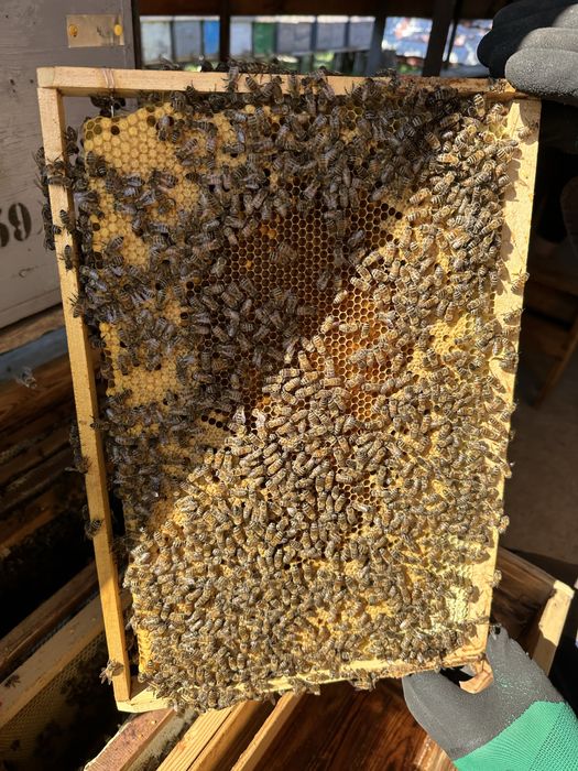 Vand familii de albine