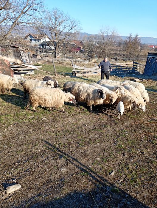 Avem 15 oi de vînzare