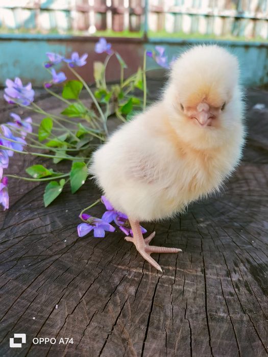 Pui de gaina din rasele Paduane Chamoise.