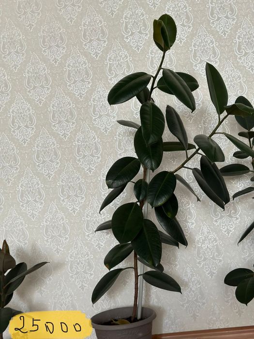 Домашние цветы