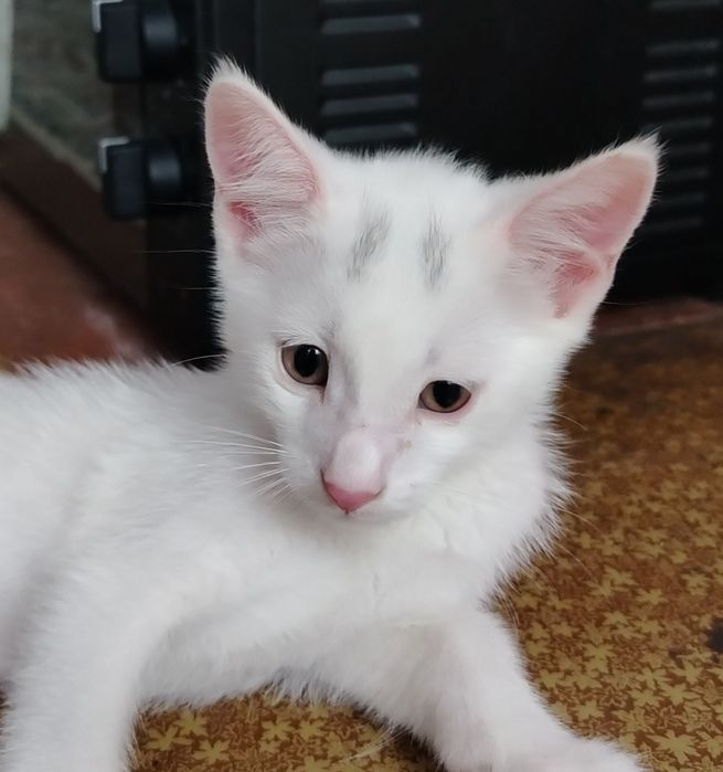 Mushukchalar sotiladi 2 oylik