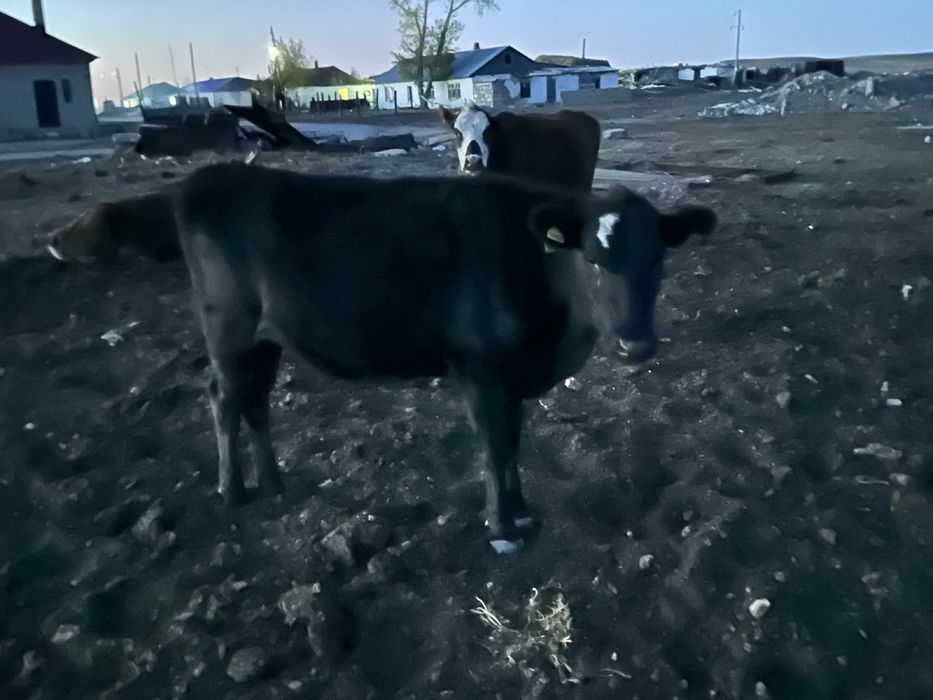 Бычок, телочкий полторашкий продается