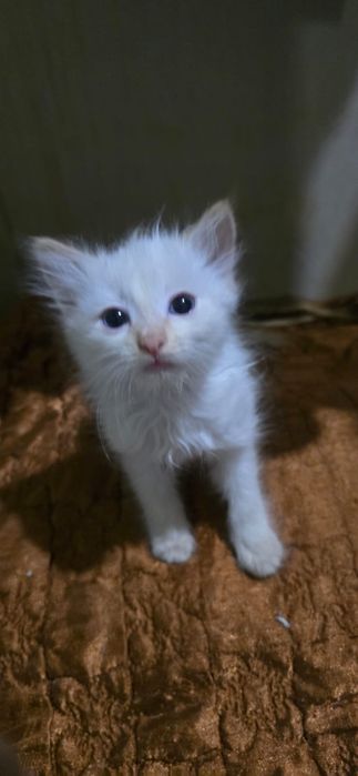 Отдам в добрые руки