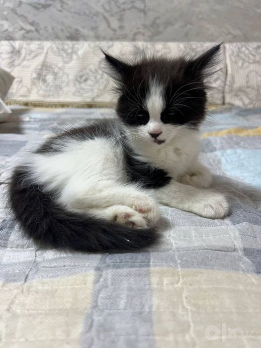 Срочно отдам даром котят