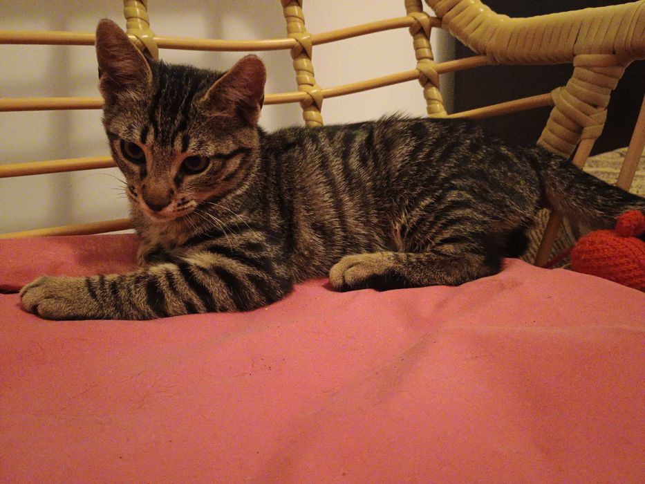Dau pentru adoptie pui pisica tigrata