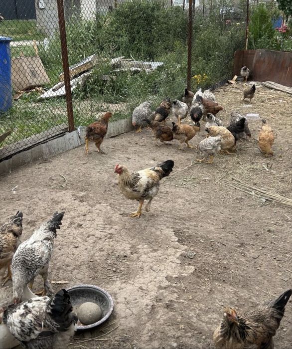Продам курей разных пород