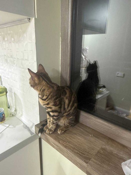 Продаётся кошка бенгал