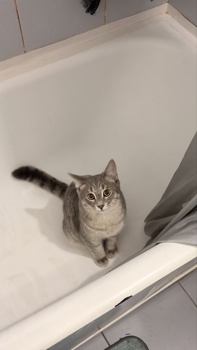 Отдам в добрые руки