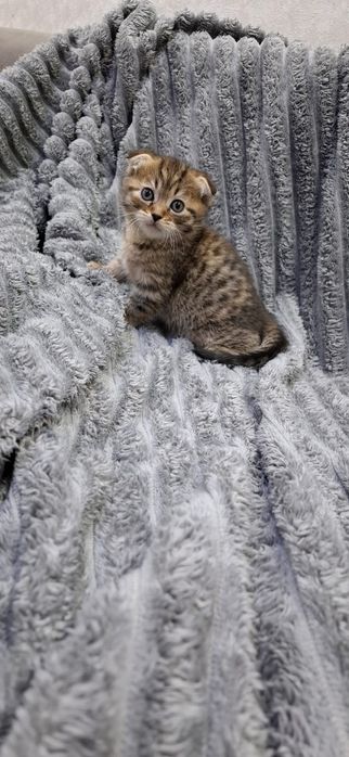 Шотландские котята