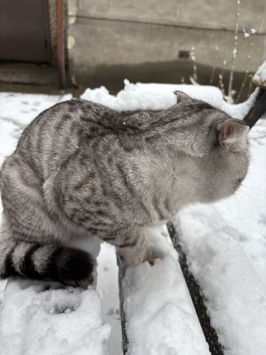 Вязка Шотландский Прямоухий